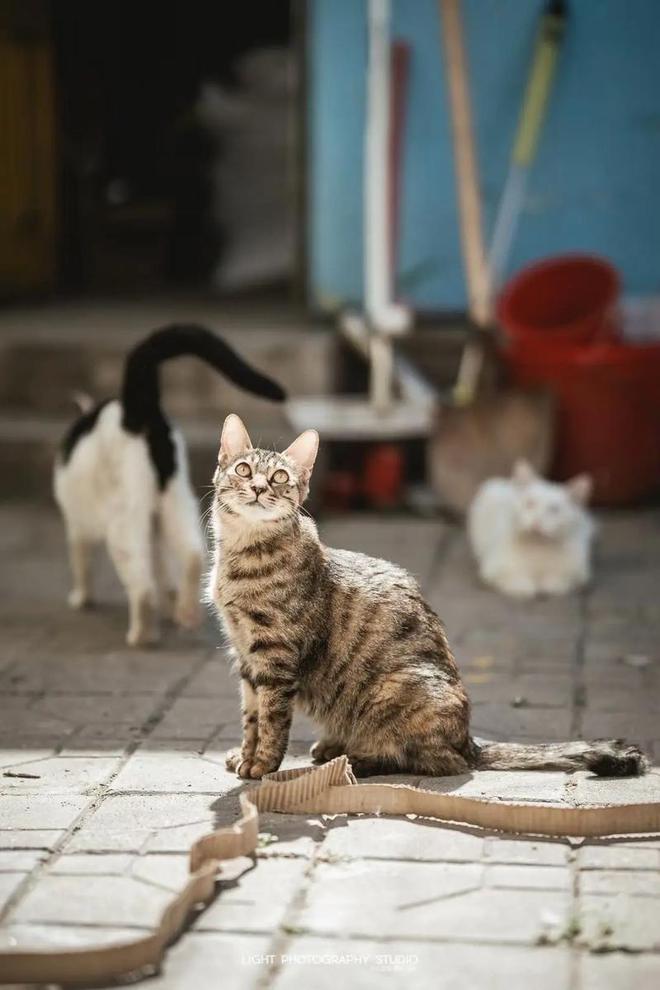 九游体育：又一大佬跑路！卷走62亿上千员工、投资者血本无归(图9)