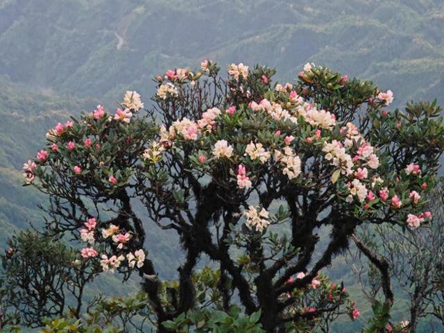 广西金秀县将举办杜鹃花文化旅游节(图1)
