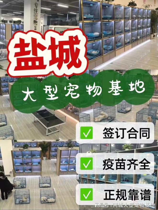 盐城买宠物猫狗哪里便宜？这里实体店选购宠物安全更值得信赖